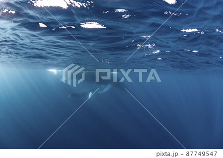 ザトウクジラの親子 87749547