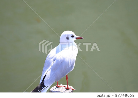 冬羽のユリカモメ 冬羽のユリカモメ 87749658
