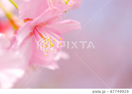 春イメージ 河津桜 春イメージ 河津桜 87749929