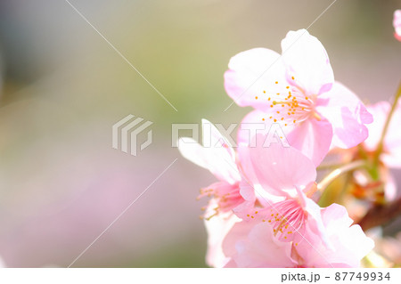 春イメージ　河津桜 87749934