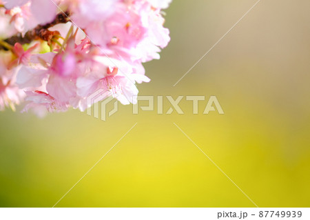 春イメージ 河津桜 春イメージ 河津桜 87749939