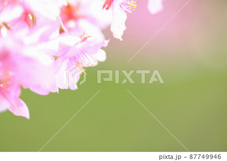 春イメージ 河津桜 春イメージ 河津桜 87749946