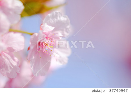 春イメージ 河津桜 春イメージ 河津桜 87749947