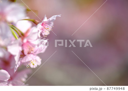 春イメージ 河津桜 春イメージ 河津桜 87749948