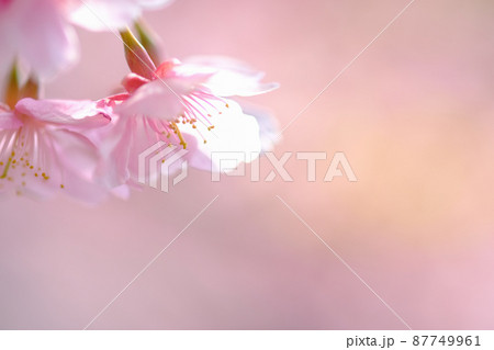 春イメージ 河津桜 春イメージ 河津桜 87749961