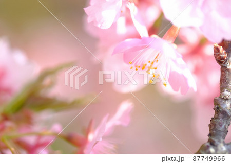 春イメージ 河津桜 春イメージ 河津桜 87749966