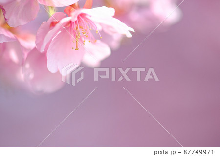 春イメージ 河津桜 春イメージ 河津桜 87749971
