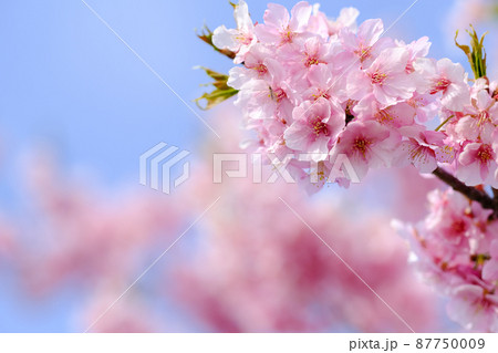 春イメージ　河津桜 87750009