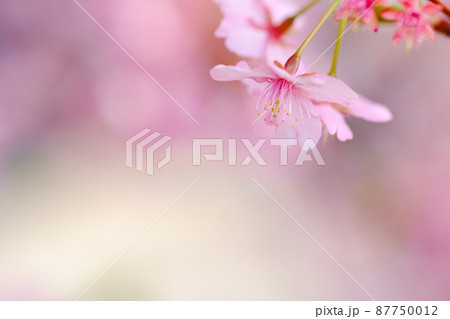 春イメージ 河津桜 春イメージ 河津桜 87750012