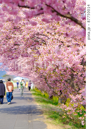 春イメージ 河津桜 春イメージ 河津桜 87750014