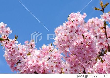 春イメージ 河津桜 春イメージ 河津桜 87750017