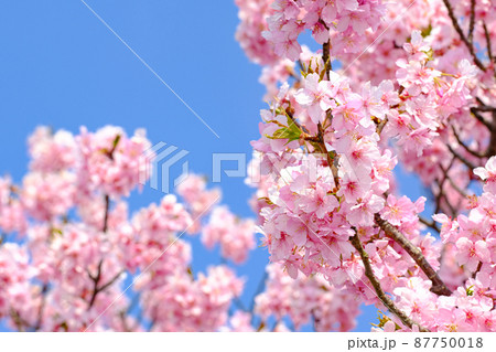 春イメージ　河津桜 87750018