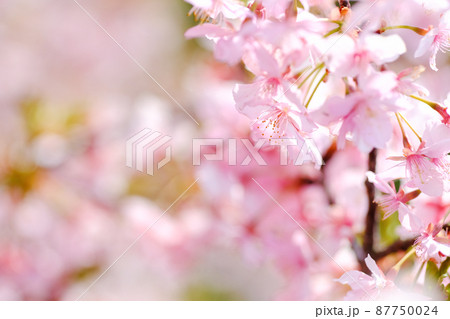 春イメージ　河津桜 87750024
