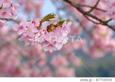 春イメージ 河津桜 春イメージ 河津桜 87750030