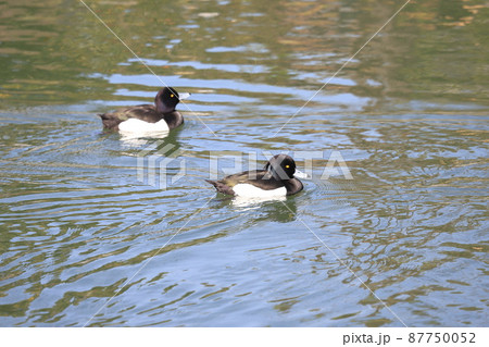 水面でくつろぐキンクロハジロの群れ（オス） 87750052