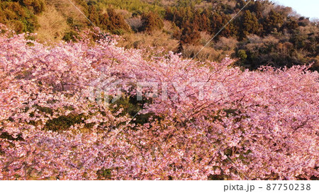 満開の河津桜【山口県・周防大島町小積地区にてドローン撮影】 87750238