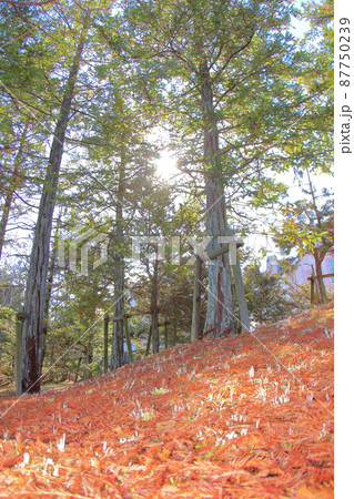 (兵庫県)三田市学園西公園　針葉樹林の木漏れ日 87750239