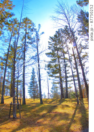 (兵庫県)三田市学園西公園　冬晴れの立木 87750252