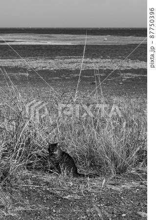静岡 安倍川水門近くで見つけた猫 静岡 安倍川水門近くで見つけた猫 87750396