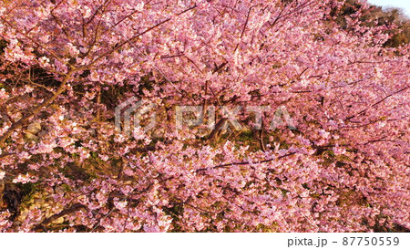 河津桜 ドローン撮影 満開 周防大島の桜 河津桜 ドローン撮影 満開 周防大島の桜 87750559