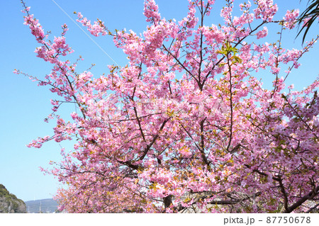 桜、河津桜 87750678
