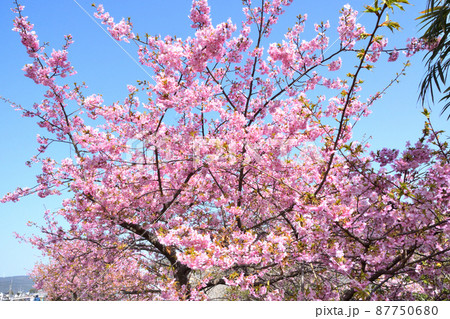 桜、河津桜 87750680