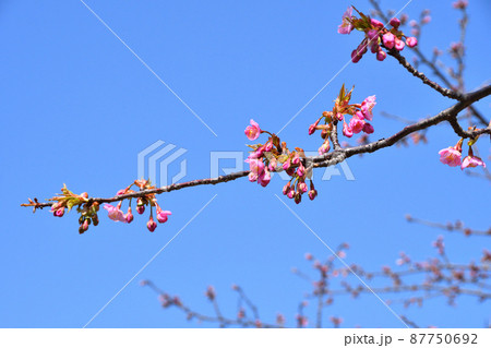 桜、河津桜 桜、河津桜 87750692