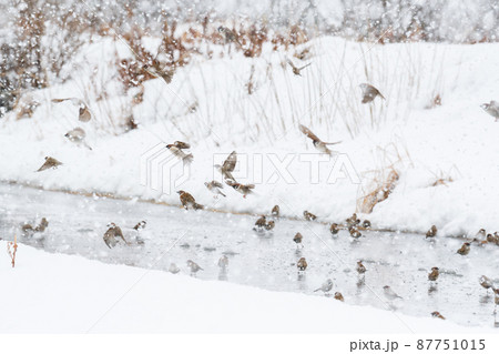 【野鳥】雪の中で遊ぶスズメの群れ 【野鳥】雪の中で遊ぶスズメの群れ 87751015