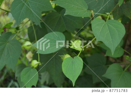 Ceylon cotton or Chinese cotton flower and leaves. Ceylon cotton or Chinese cotton flower and leaves. 87751783