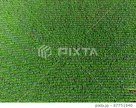 Aerial View of Corn Field Aerial View of Corn Field 87751840