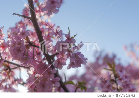 逆光に輝くピンクの河津桜。 87751842