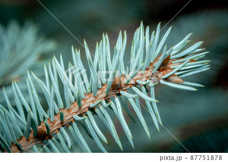 Blue Spruce Close-up Blue Spruce Close-up 87751878