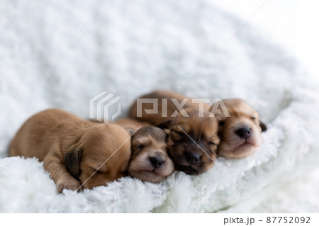 仔犬 カニンヘンダックスフンド 仔犬 カニンヘンダックスフンド 87752092