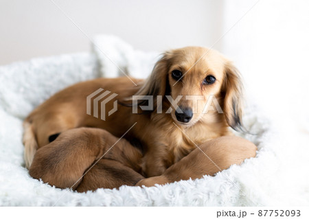 親子のダックス 仔犬 カニンヘンダックスフンド 親子のダックス 仔犬 カニンヘンダックスフンド 87752093