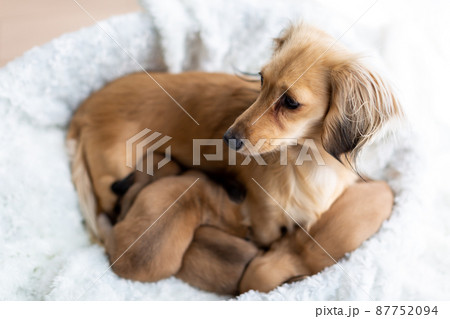 親子のダックス 仔犬 カニンヘンダックスフンド 親子のダックス 仔犬 カニンヘンダックスフンド 87752094