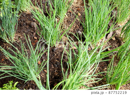 Scallion group on ground. Scallion group on ground. 87752219