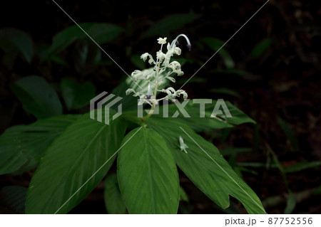 Bouquet of white flower and leaves. Bouquet of white flower and leaves. 87752556