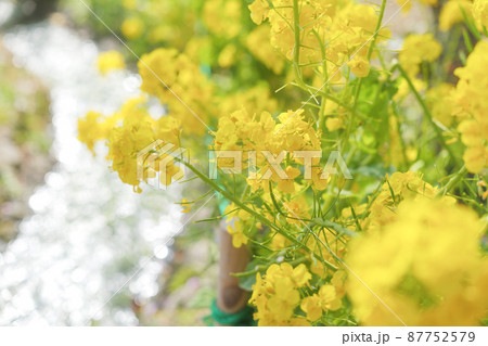 春の陽光に輝く鮮やかな黄色をした菜の花。 87752579