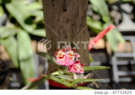Dancing-lady orchid with trunk of tree. 87752629