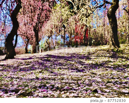 京都の城南宮の梅 京都の城南宮の梅 87752830