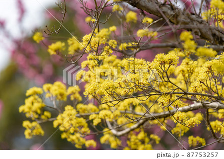 黄色いサンシュユの花 黄色いサンシュユの花 87753257