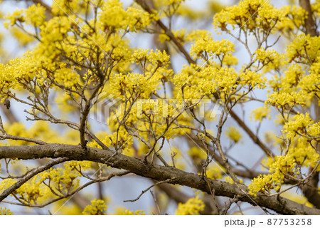黄色いサンシュユの花 黄色いサンシュユの花 87753258