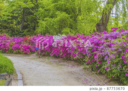 昌慶宮 道 花 87753670