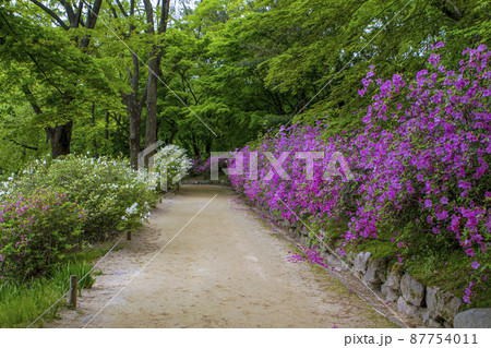 昌慶宮 道 花 87754011