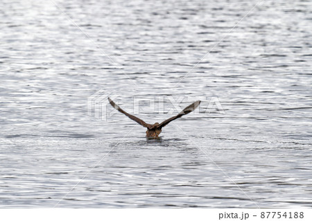 Eagle flying and fishing in Beagle Channel 87754188