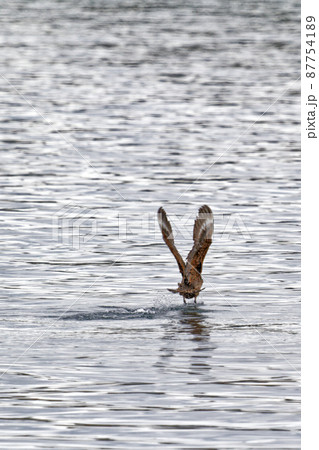 Eagle flying and fishing in Beagle Channel Eagle flying and fishing in Beagle Channel 87754189