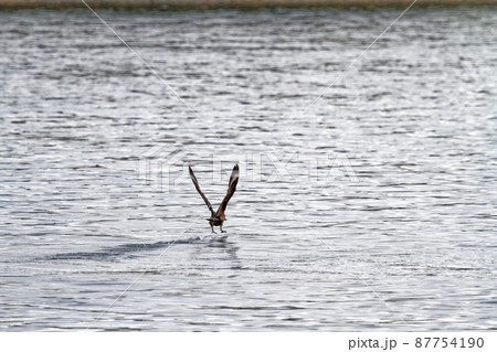 Eagle flying and fishing in Beagle Channel Eagle flying and fishing in Beagle Channel 87754190