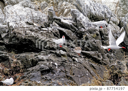 South American Tern in Beagle Channel - Argentina South American Tern in Beagle Channel - Argentina 87754197