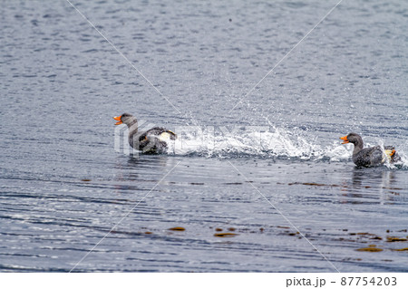 Flying Steamer Ducks flying in Beagle Channel 87754203