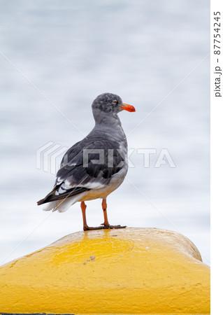 Dolphin gulls in Ushuaia - Argentina 87754245
